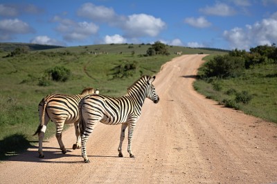 Unieke safaripromo Zuid Afrika
